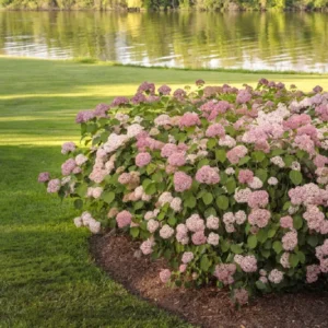 Invincibelle Spirit II Hydrangea - 4 inch Potted Shrub