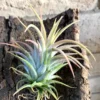 Ionantha Hedgehog Air Plant - Rare Tillandsia Variety