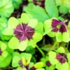 Iron Cross Shamrock Bulbs - Oxalis tetraphylla Corms - Four Leaf Clover - Hardy Bulbs