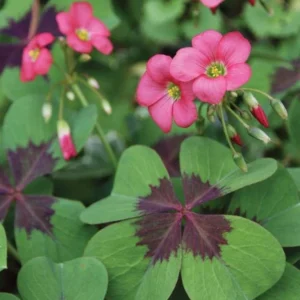 Iron Cross Shamrock Bulbs - Oxalis tetraphylla Corms - Four Leaf Clover - Hardy Bulbs