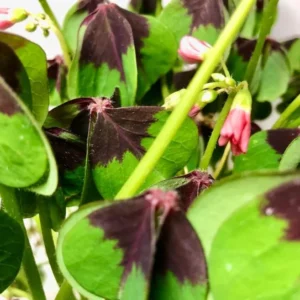 Iron Cross Shamrock Bulbs - Oxalis tetraphylla Corms - Four Leaf Clover - Hardy Bulbs