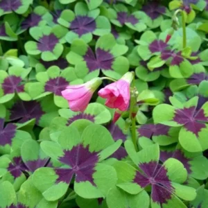 Iron Cross Shamrock Bulbs - Oxalis tetraphylla Corms - Four Leaf Clover - Hardy Bulbs