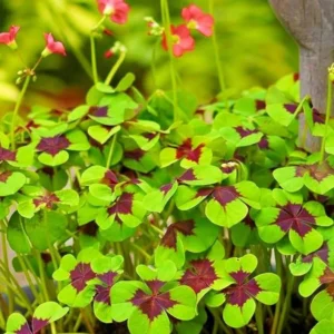 Iron Cross Shamrock Bulbs - Oxalis tetraphylla Corms - Four Leaf Clover - Hardy Bulbs