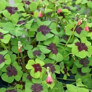 Iron Cross Shamrock Bulbs - Oxalis tetraphylla Corms - Four Leaf Clover - Hardy Bulbs