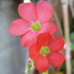 Iron Cross Shamrock Bulbs - Oxalis tetraphylla Corms - Four Leaf Clover - Hardy Bulbs