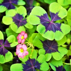 Iron Cross Shamrock Bulbs - Oxalis tetraphylla Corms - Four Leaf Clover - Hardy Bulbs