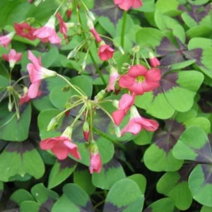 Iron Cross Shamrock Bulbs - Oxalis tetraphylla Corms - Four Leaf Clover - Hardy Bulbs