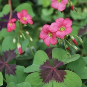 Iron Cross Shamrock Bulbs - Oxalis tetraphylla Corms - Four Leaf Clover - Hardy Bulbs