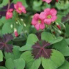 Iron Cross Shamrock Oxalis Plant - 4 Inch Pot - Easy Grow Houseplant