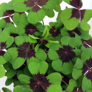 Iron Cross Shamrock Oxalis Plant - 4 Inch Pot - Easy Grow Houseplant