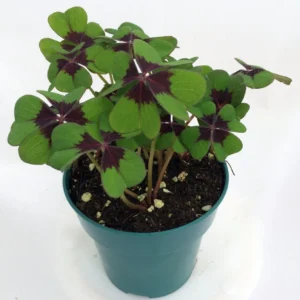 Iron Cross Shamrock Oxalis Plant - 4 Inch Pot - Easy Grow Houseplant