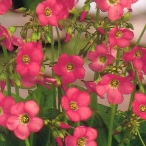 Iron Cross Shamrock Oxalis Plant - 4 Inch Pot - Easy Grow Houseplant