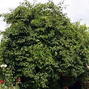 Issai Kiwi Vine - Hardy Self-Fruitful Female Variety - 2.5" Pot