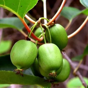 Issai Kiwi Vine - Hardy Self-Fruitful Female Variety - 2.5