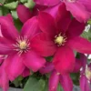 Issey Clematis Vine Perennial - 2.5" Pot - Red Flower Vine