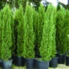 Italian Cypress Live Plant Evergreen Conifer Tree Pencil Pine Glauca