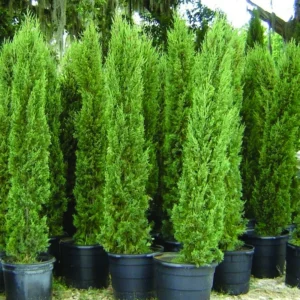 Italian Cypress Live Plant Evergreen Conifer Tree Pencil Pine Glauca