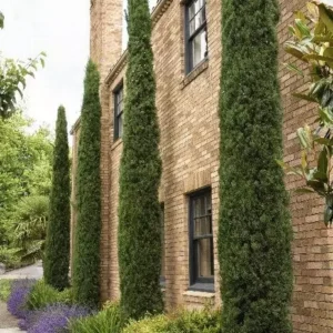 Italian Cypress Live Plant Evergreen Conifer Tree Pencil Pine Glauca