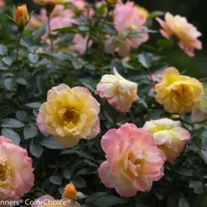 Italian Ice Rose Rebloomer - 4 Inch Pot - Easy Care Rose Bush