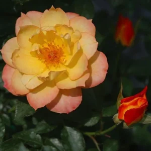 Italian Ice Rose Rebloomer - 4 Inch Pot - Easy Care Rose Bush