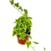 Ivy Gold Child Hedera Helix Easy Houseplant - 4 inch Potted Plant