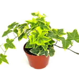 Ivy Gold Child Hedera Helix Easy Houseplant - 4 inch Potted Plant