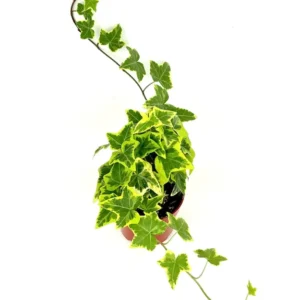 Ivy Gold Child Hedera Helix Easy Houseplant - 4 inch Potted Plant