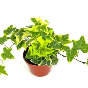 Ivy Gold Child Hedera Helix Easy Houseplant - 4 inch Potted Plant