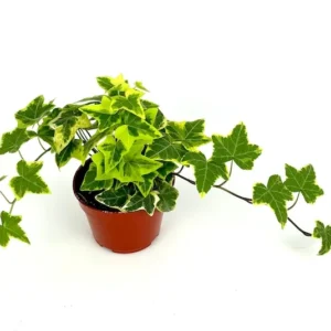 Ivy Gold Child Hedera Helix Easy Houseplant - 4 inch Potted Plant
