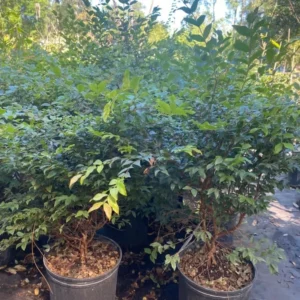 Jabuticaba Plant - Grafted Black Jaboticaba Tree - 2-3 Ft - Brazilian Grape Tree