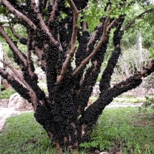 Jabuticaba Plant - Grafted Black Jaboticaba Tree - 2-3 Ft - Brazilian Grape Tree