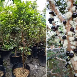 Jabuticaba Plant - Grafted Black Jaboticaba Tree - 2-3 Ft - Brazilian Grape Tree