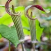 Jack In The Pulpit Plant Arisaema Triphyllum Bare Root Native Wildflower Planting Stock - 5 Roots