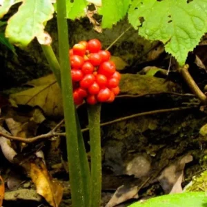 Jack In The Pulpit Plant Arisaema Triphyllum Bare Root Native Wildflower Planting Stock - 5 Roots
