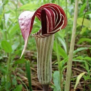 Jack In The Pulpit Plant Arisaema Triphyllum Bare Root Native Wildflower Planting Stock - 5 Roots