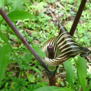 Jack In The Pulpit Plant Arisaema Triphyllum Bare Root Native Wildflower Planting Stock - 5 Roots