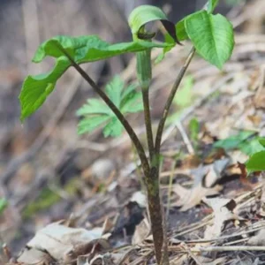 Jack In The Pulpit Plant Arisaema Triphyllum Bare Root Native Wildflower Planting Stock - 5 Roots