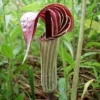 Jack In The Pulpit Plants - 20 Organic Arisaema Triphyllum Bare Root Native Wildflower Indian Turnip Planting Stock