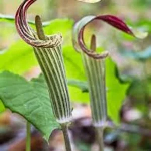 Jack In The Pulpit Plants - 20 Organic Arisaema Triphyllum Bare Root Native Wildflower Indian Turnip Planting Stock