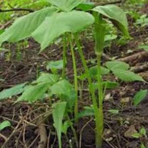 Jack In The Pulpit Plants Arisaema Triphyllum - 10 Bare Root Native Wildflower Indian Turnip Planting Stock