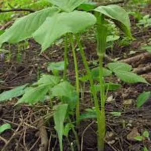 Jack In The Pulpit Plants Arisaema Triphyllum - 15 Bare Root Wildflower Indian Turnip Planting Stock