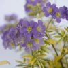 Jacob's Ladder Golden Feathers - Shade Perennial - 2.5 inch Pot - Garden Plant