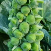 Jade Cross Brussels Sprouts Plant 2.5" Pot - Early Maturing Variety