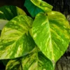 Jade Devil's Ivy Pothos Epipremnum - 4" Pot - Easy Care Houseplant