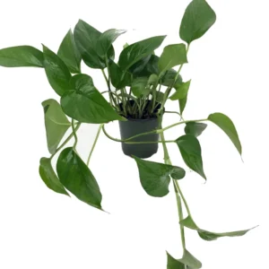 Jade Devil's Ivy Pothos Epipremnum - 4" Pot - Easy Care Houseplant
