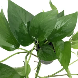 Jade Devil's Ivy Pothos Epipremnum - 4