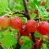 Jahns Prairie Gooseberry Bush - 2.5 inch Pot - Fruit Shrub - NO SHIP to NC, WV, NH