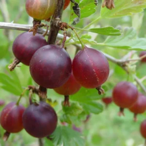Jahns Prairie Gooseberry Bush - 2.5 inch Pot - Fruit Shrub - NO SHIP to NC, WV, NH