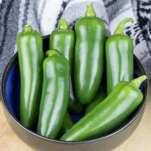 Jalapeno Pepper Plants Set - 2 Chili Pepper Seedlings 4-6 Inch Tall