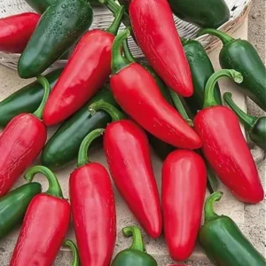 Jalapeno Pepper Plants Set - 2 Chili Pepper Seedlings 4-6 Inch Tall